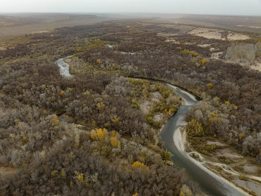 Ясеневая роща и петля реки осенью, вид сверху